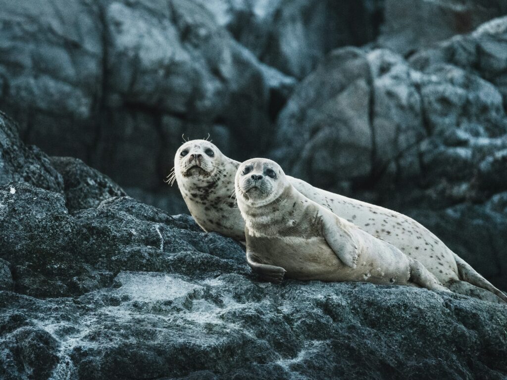Photographie proche de deux phoques cote à cote, allonger sur des rochers bleus.